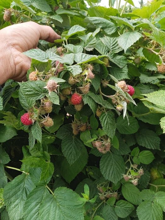 Malina ko'chat sotiladi