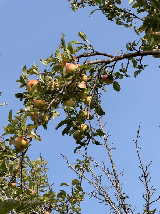 Заря Алатау краснобокий яблоки