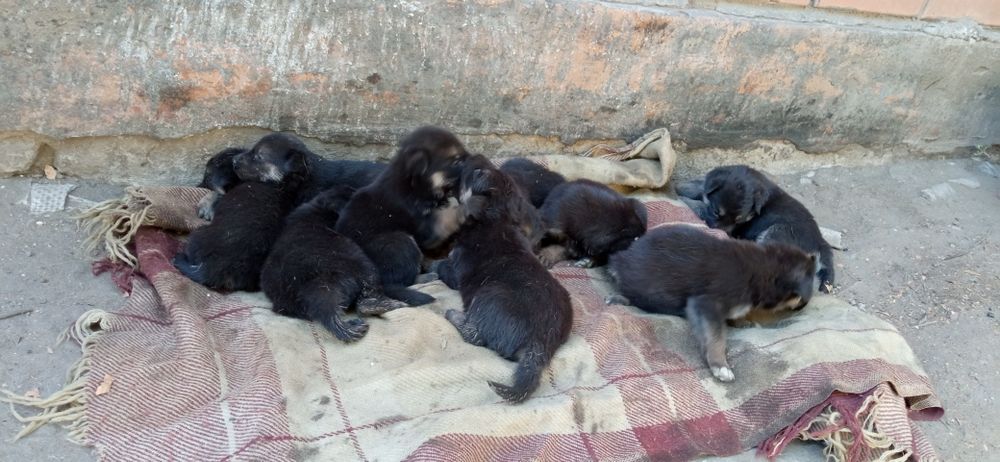 Продам щенков немецкой овчарки.
