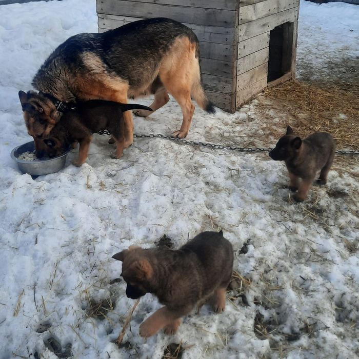 Продам щенков Волкособа!