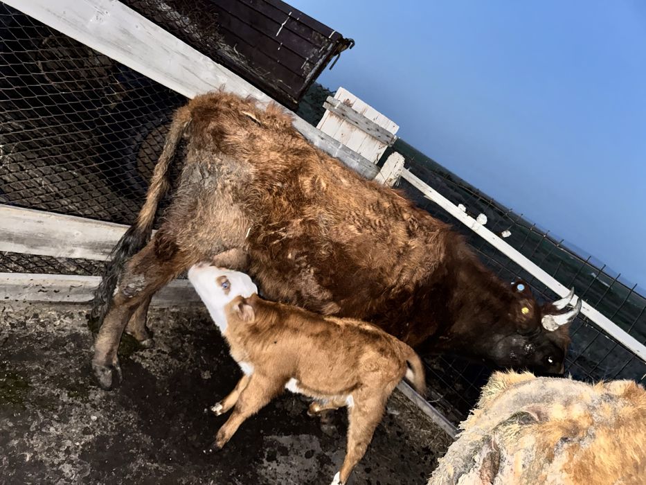 Коровы 30 голов за 20 млн