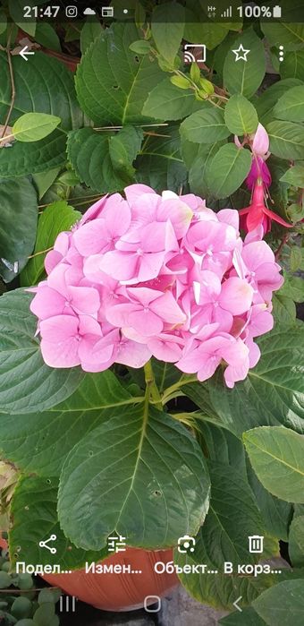 Укорененные черенки, писать на вотсап