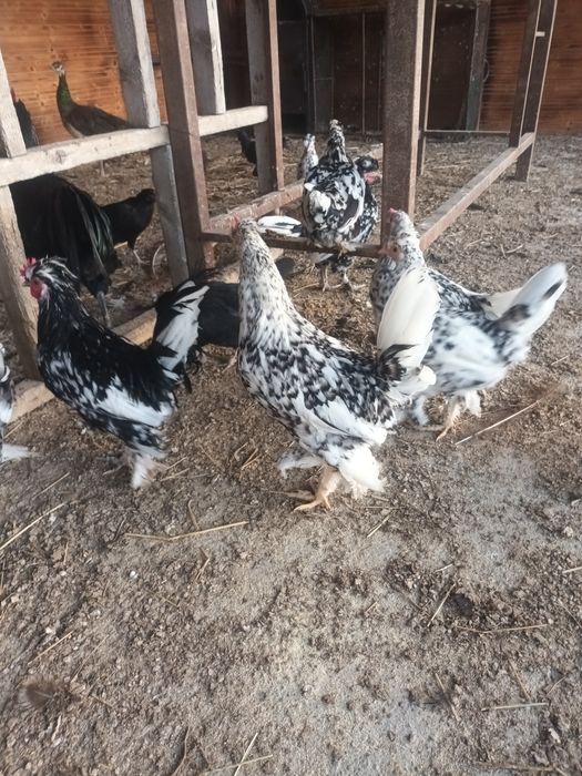Cocosi pitici superbi sau perechi de vanzare