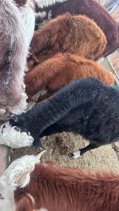 Баспақ сатылады 10бас ұрғашы