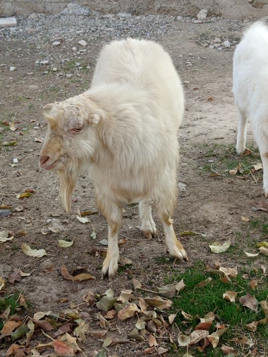 Ламанша,  1жарым жасар
