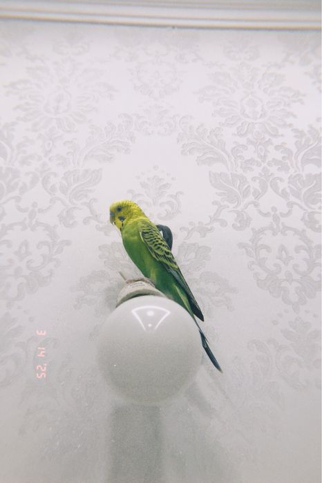 Үйшік және ыдыстары силыққа