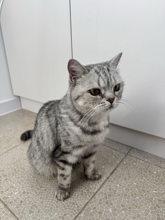 Кошка ищет дом шотландка
