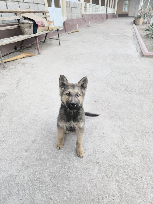 Тозза конли овчарка кучук акилли апортлари бор