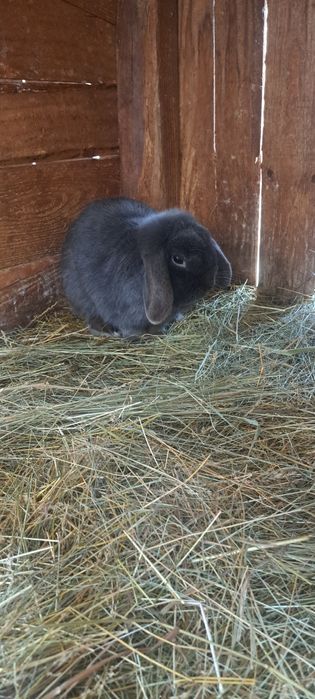 Iepurași cap de leu pitic și berbec german pitic