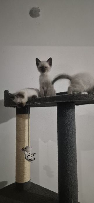 Мушукчалар сотилади