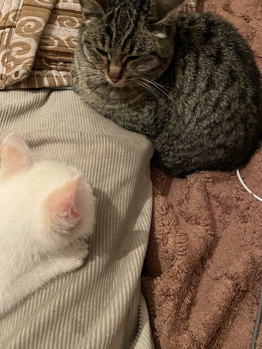 очент ласковая кошка