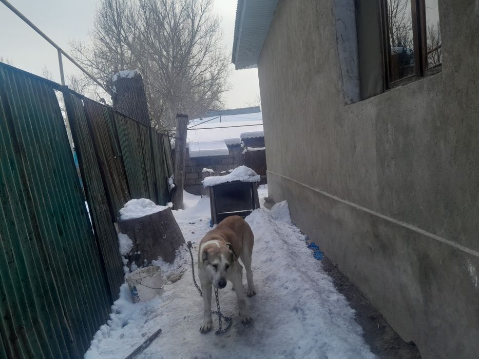 Продам сучку алабая