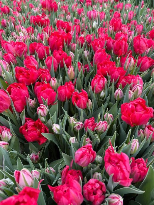 Тюльпаны Алматы 800тг/шт