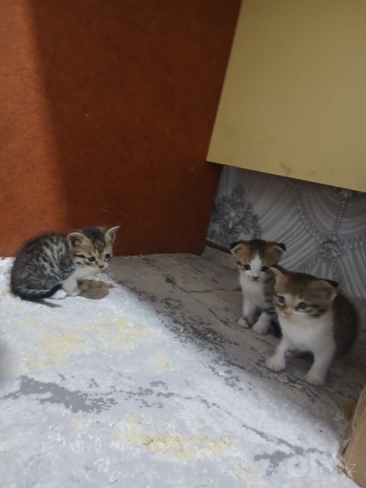 Zotdor Shotlandiya Fold (Scottish Fold) mushukchalari sotiladi!
