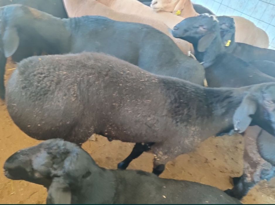 Кассоб сервис хизмати Ассаламу алейкум азизлар юз фоиз соглом куйлар .