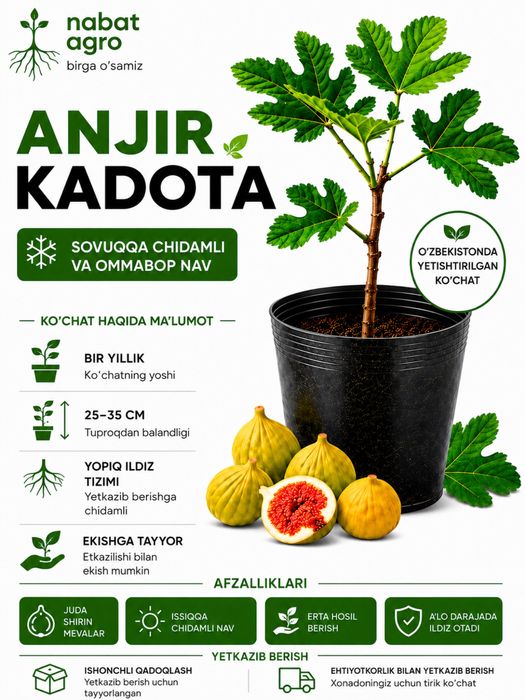 Anjir Kadota ko‘chati | 1 yillik | 25–35 sm