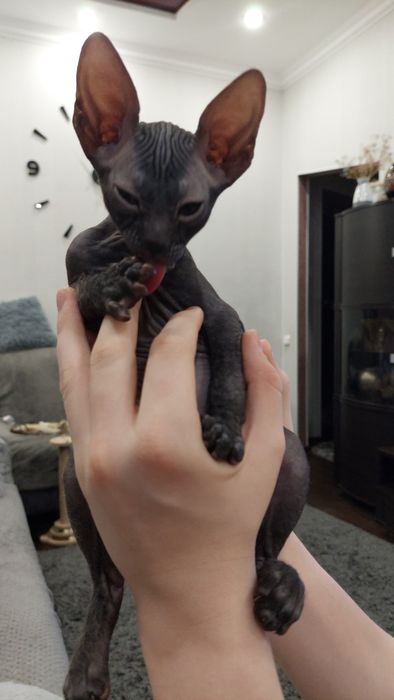 Продаётся котик породы Донского Сфинкса