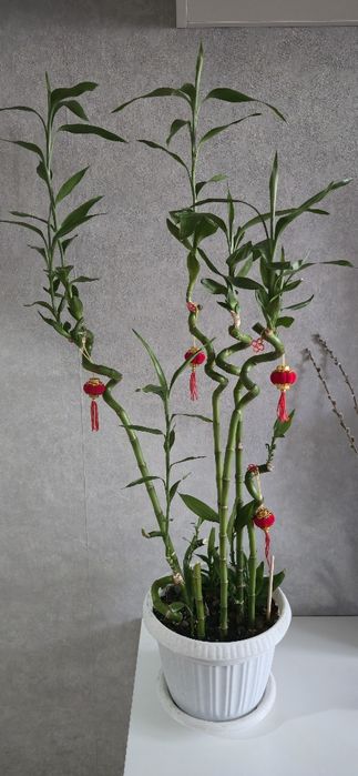 Продам горшок с бамбуком