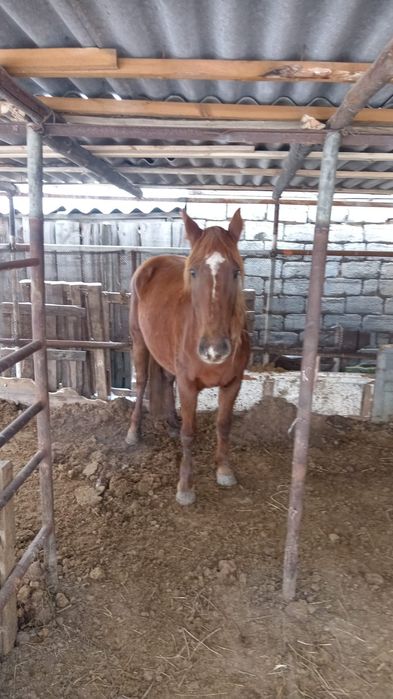 Бие сатылады туатын