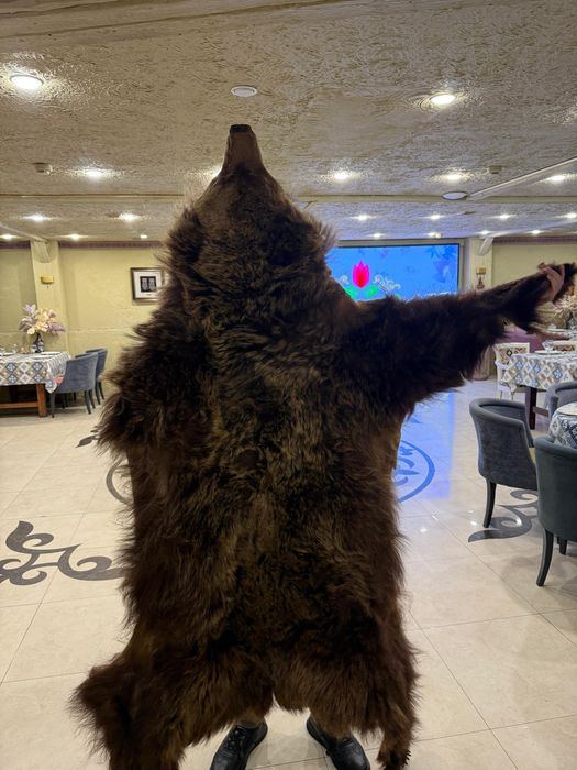 Продам чучело волка