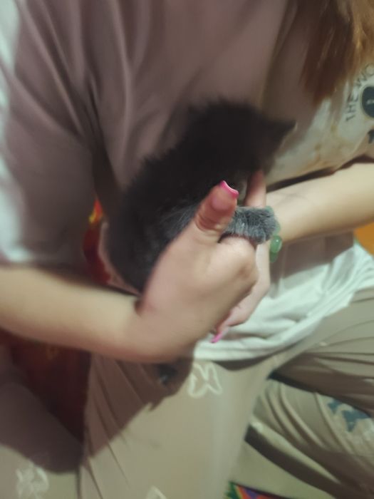 Котенок мальчик дымчатый