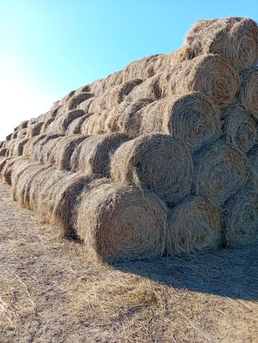 Продам сена в рулоны 250-350 кг