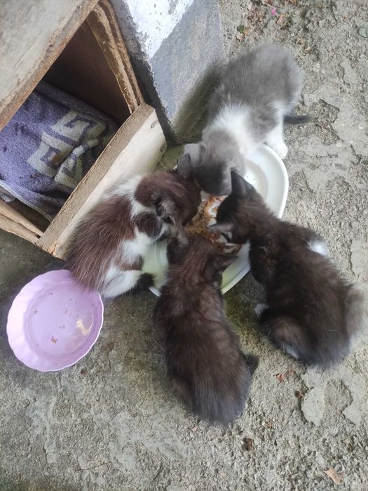 Подарявам малки котета