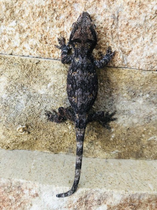Pui de soparla gargoyle gecko
