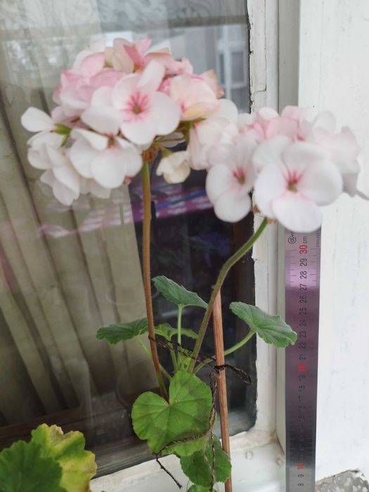 Коледниче, Комплект Мушкато, Кливия, Традесканция, Алиум, Спатифилум