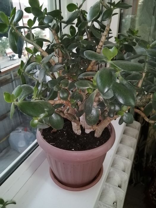 Комнатное растение