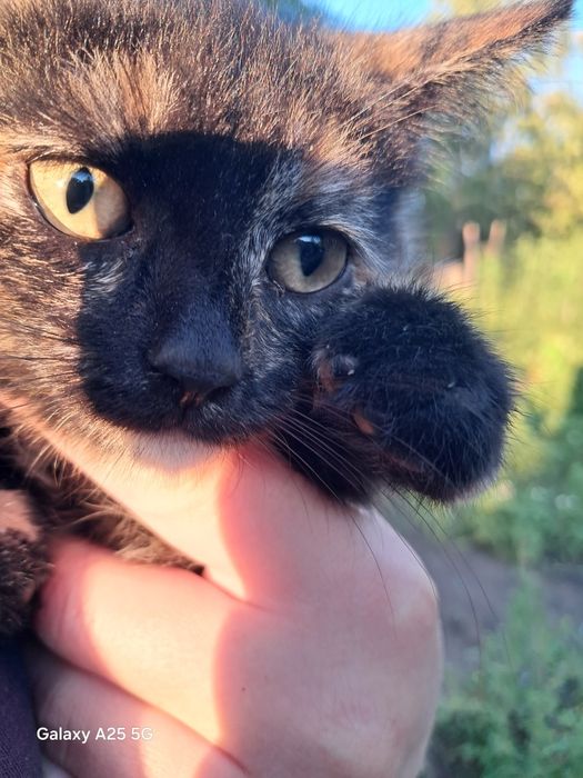 Отдам котят бесплатно