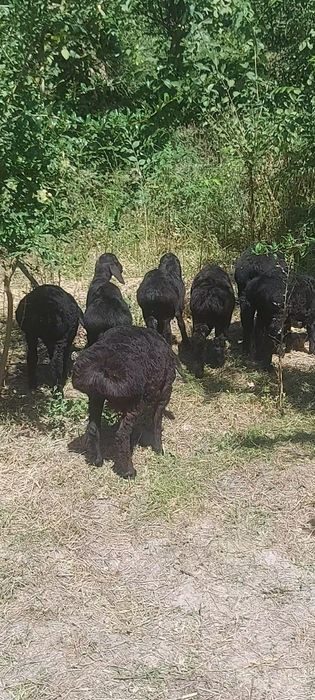 Кузи 7та ургочи 3 та эркак соглом