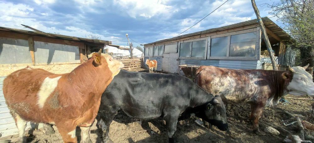 Vând viței de rasă