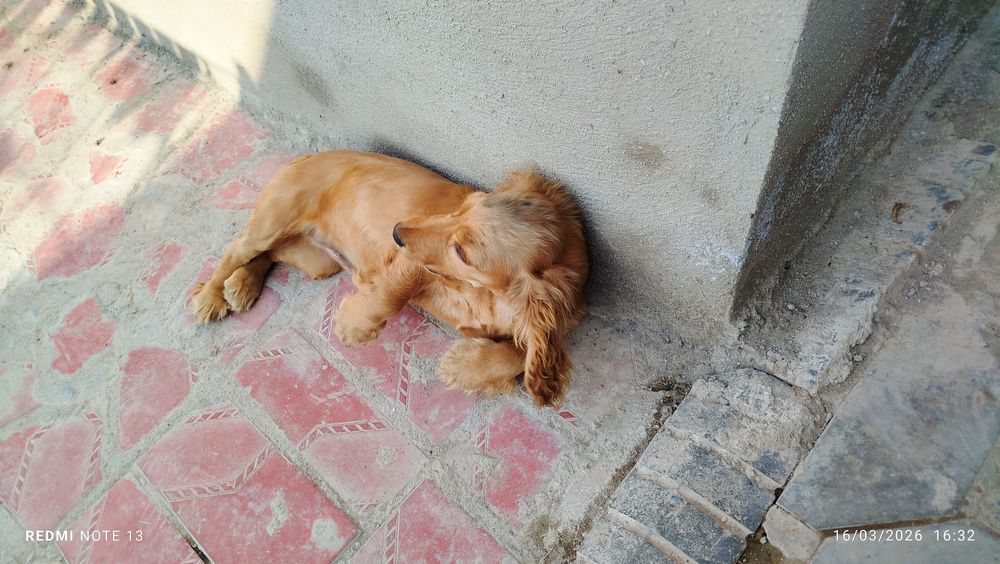 Zur it lekin yomon shuhda