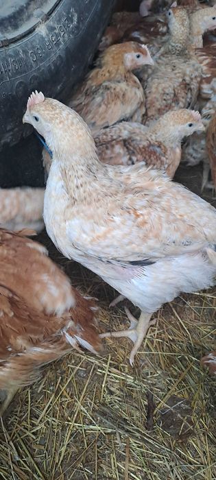 Aduc pui la domiciliu. Livrare gratuita.! 18 lei buc.