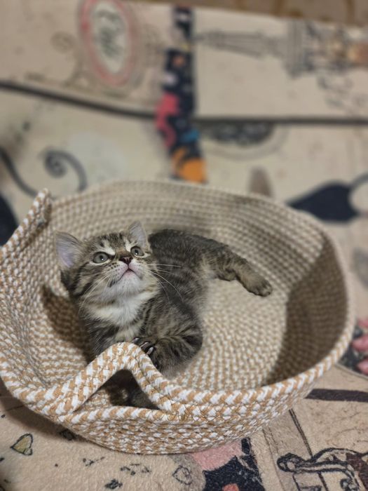Котёнок в добрые руки