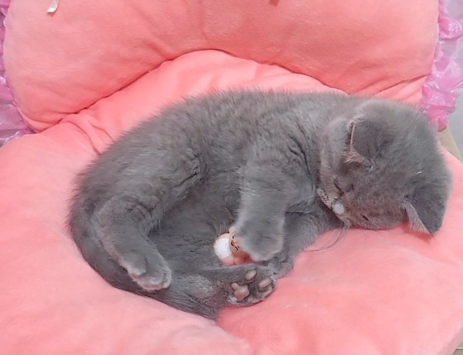 British shorthair