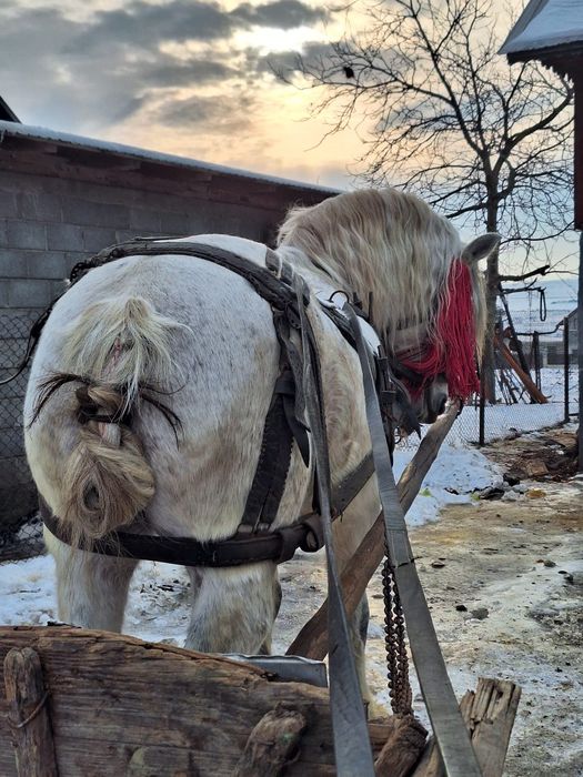Cal foarte bun de lucru
Preț si detalii la nr