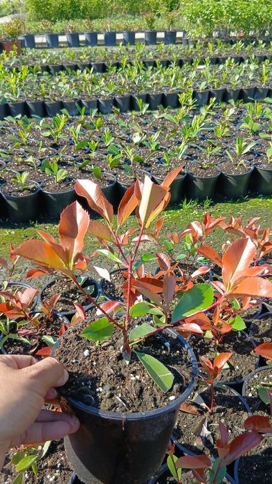 Фотиния-(Photinia Red Robin)