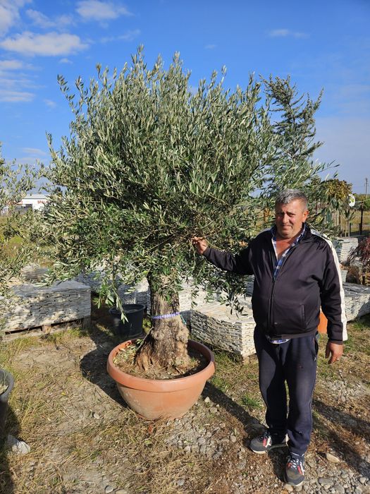 Tuia  leylandii plante ornamentale