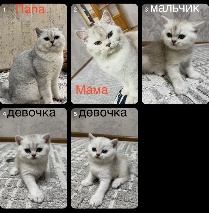 Продаются котята британской шиншиллы