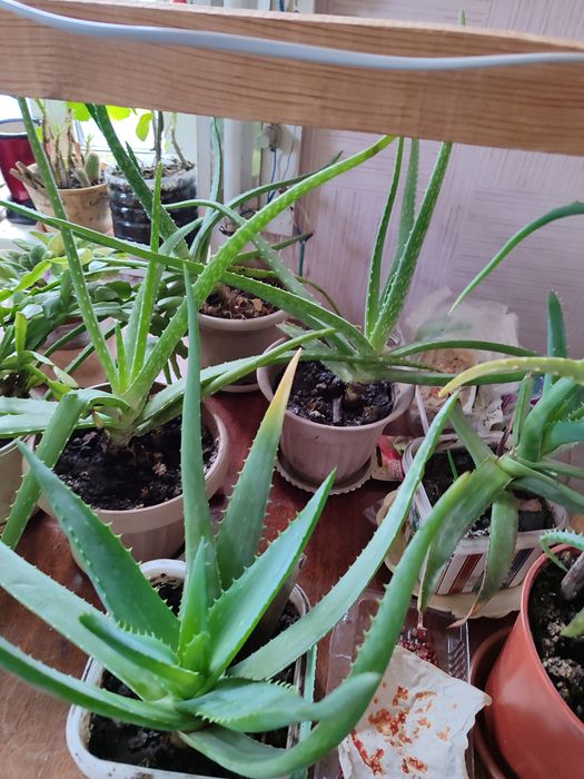 Продам фикус, алое и т.д.