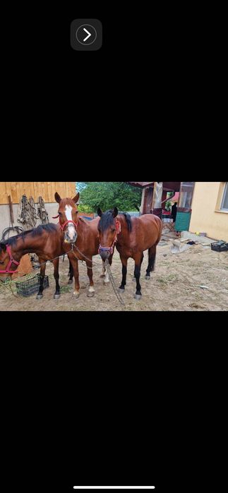 Vând cai de. Tracțiune