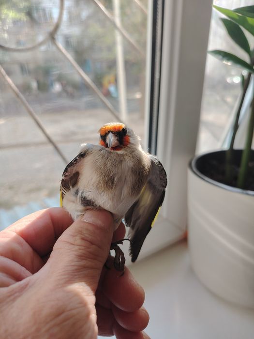 Продам щегла седоголовый