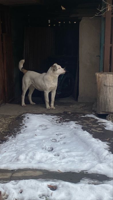 Собака Алабай Кавказец