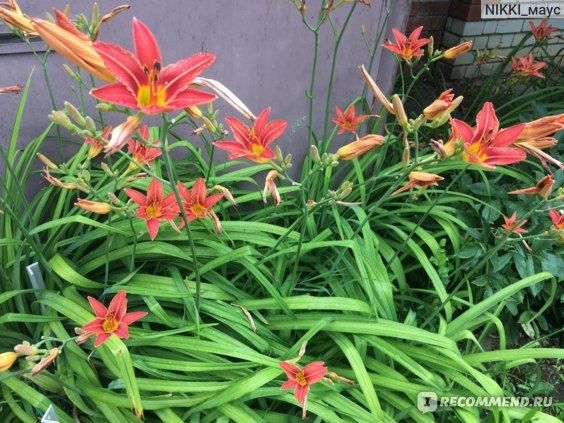 Многолетние цветы- лилейник