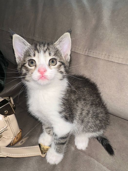 Кошечки пристраивается в добрые руки.