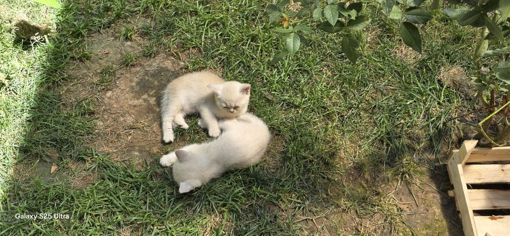 Продаются Котята 2 месяца