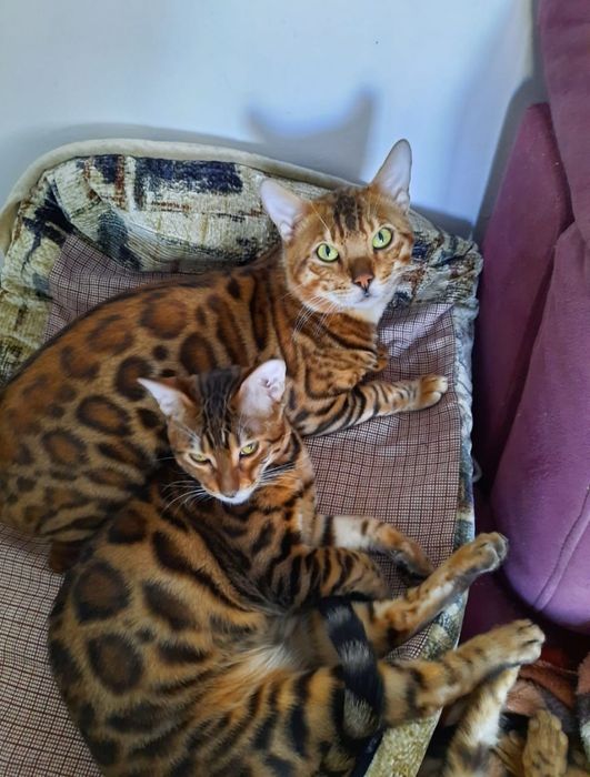 Бенгальские кошки