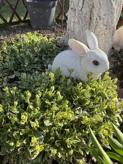 Уличные садовые растения